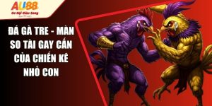 Đá Gà Tre - Màn So Tài Gay Cấn Của Chiến Kê Nhỏ Con