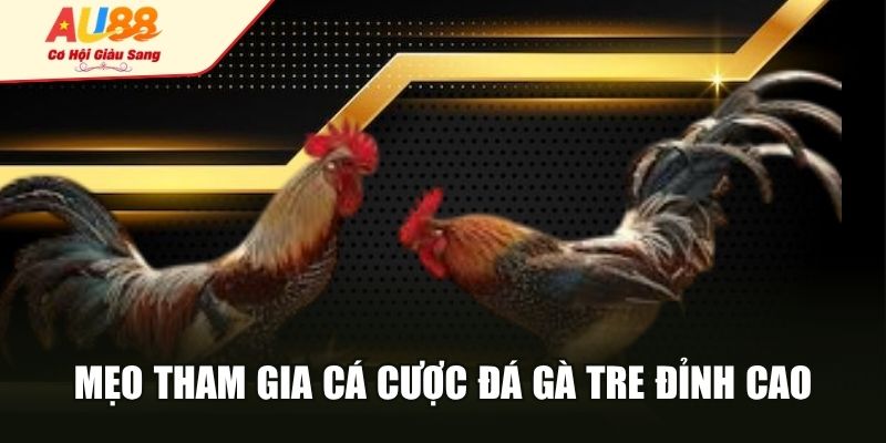 Mẹo tham gia cá cược đá gà tre đỉnh cao